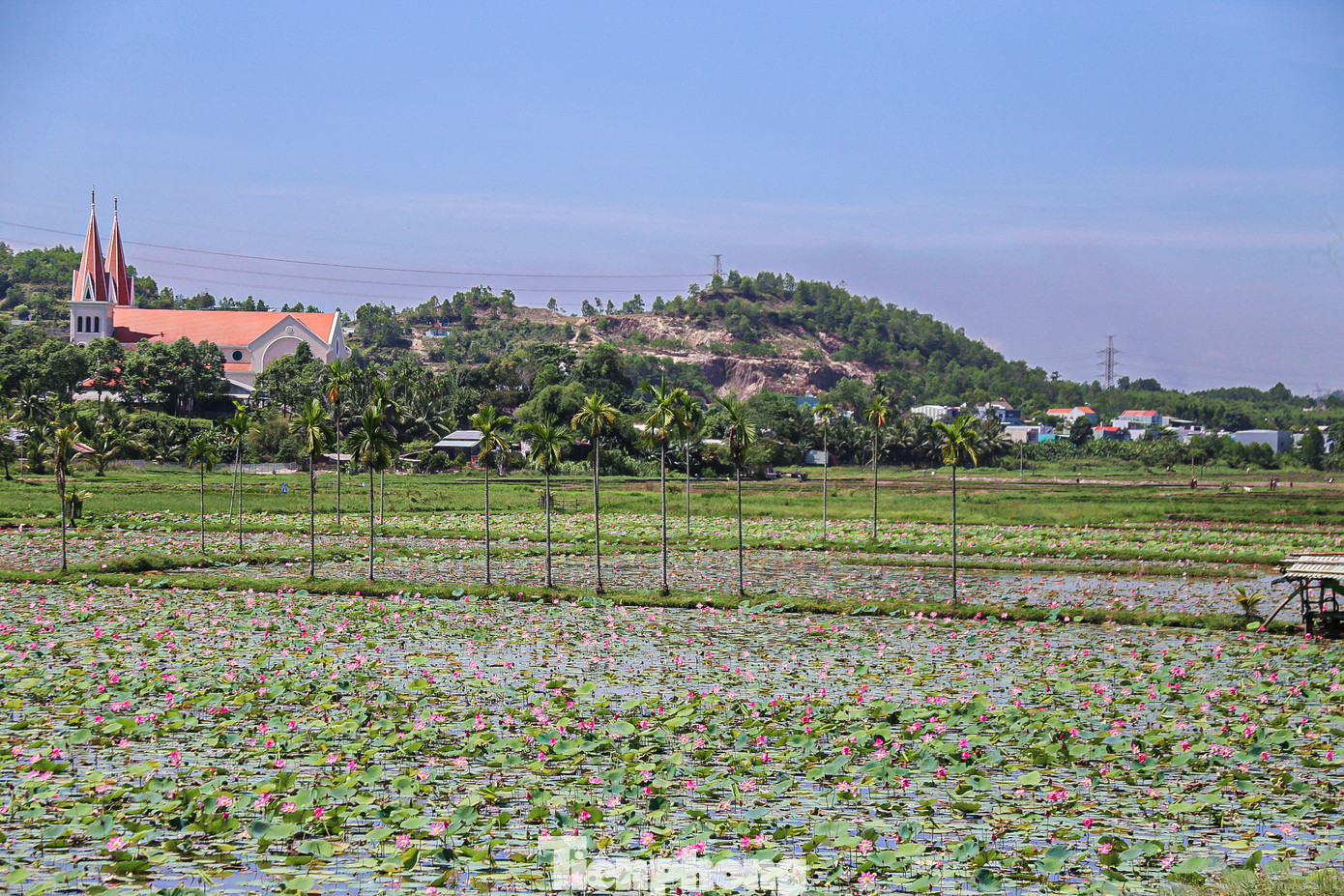 Nằm cách trung tâm thành phố khoảng 20 km ở vùng ngoại ô Đà Nẵng, cánh đồng sen An Ngãi rộng hơn 3 ha của các hộ dân thôn Hưởng Phước, xã Hòa Liên những ngày này đang đua nở, khoe sắc rực rỡ cùng hương thơm ngát dịu nhẹ.
