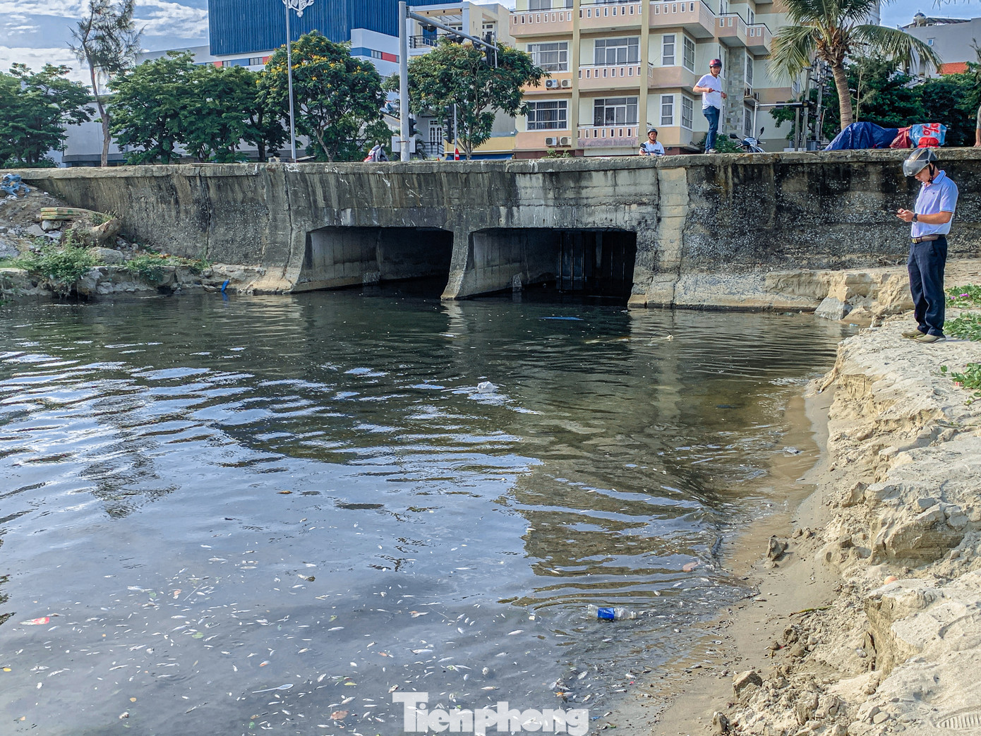 Ghi nhận của Tiền Phong, sáng ngày 19/5, cá chết hàng loạt tấp vào bãi biển Nguyễn Tất Thành (quận Thanh Khê) dọc ngay cống xả thải cuối đường Tôn Thất Đạm bốc mùi hôi gây ô nhiễm.