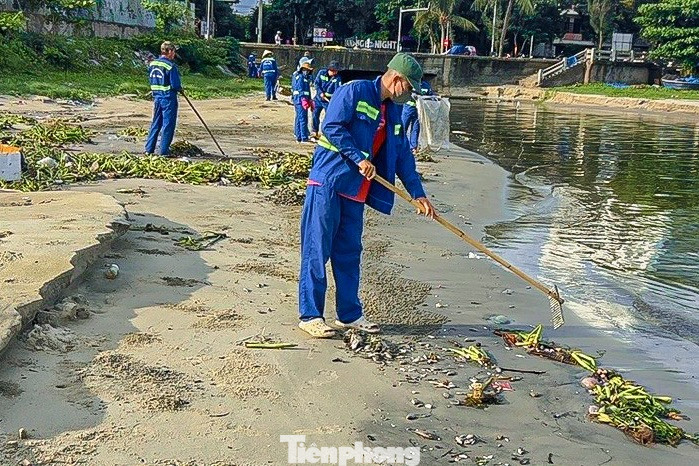 Hiện công nhân đang tích cực thu gom, dọn dẹp, xử lý số cá chết để tránh gây ô nhiễm cho bãi biển.