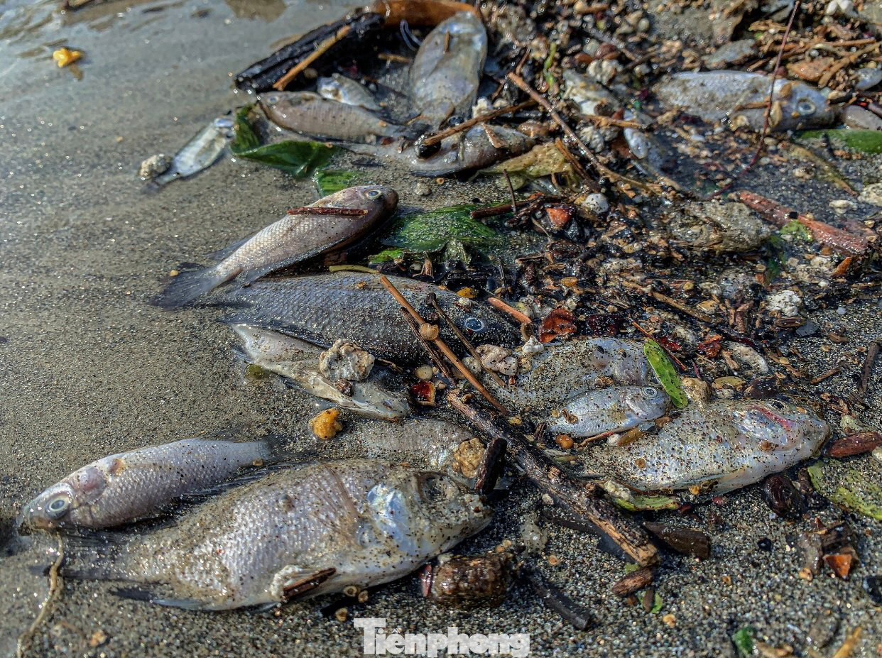 Cá chết nằm cạnh bờ biển gây ô nhiễm, mất mỹ quan.