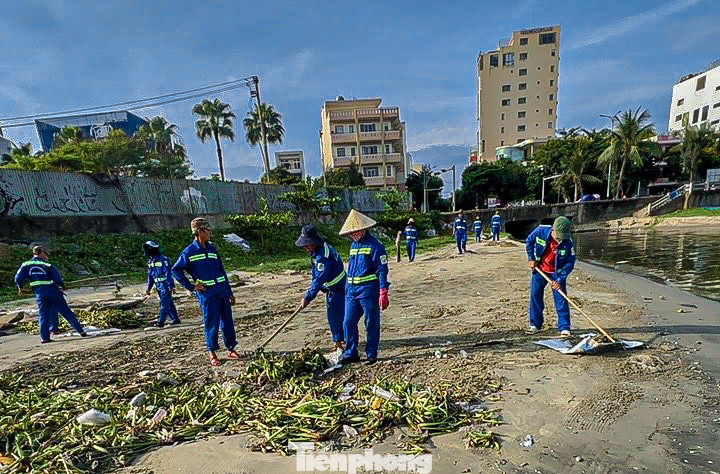 Hiện công nhân đang tích cực thu gom, dọn dẹp, xử lý số cá chết để tránh gây ô nhiễm cho bãi biển.