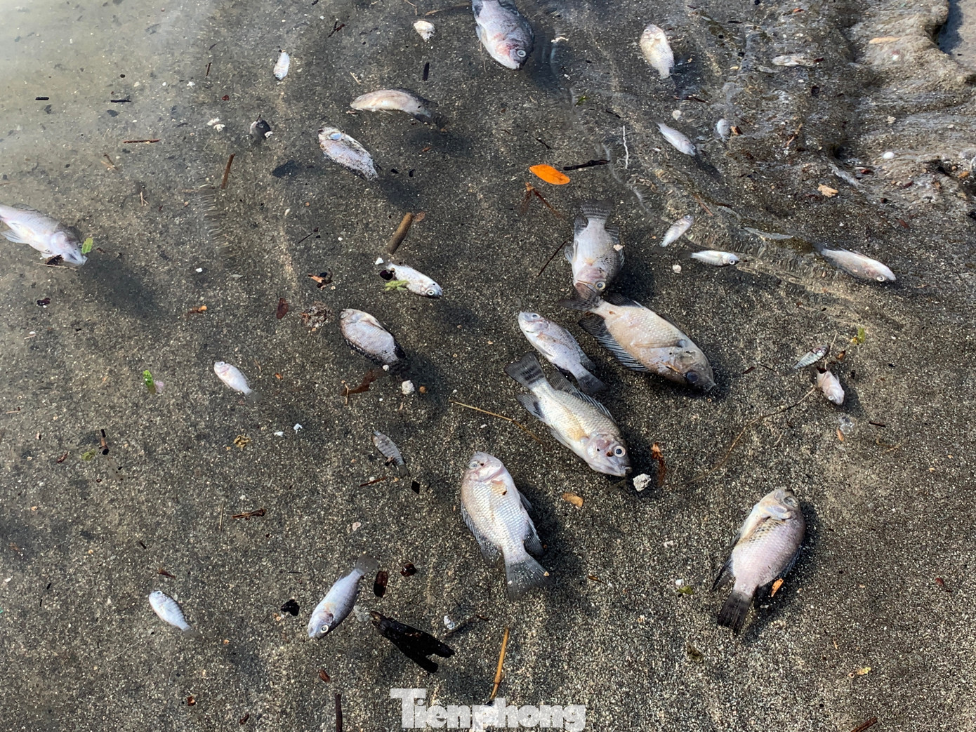 Cá chết nằm cạnh bờ biển gây ô nhiễm, mất mỹ quan.