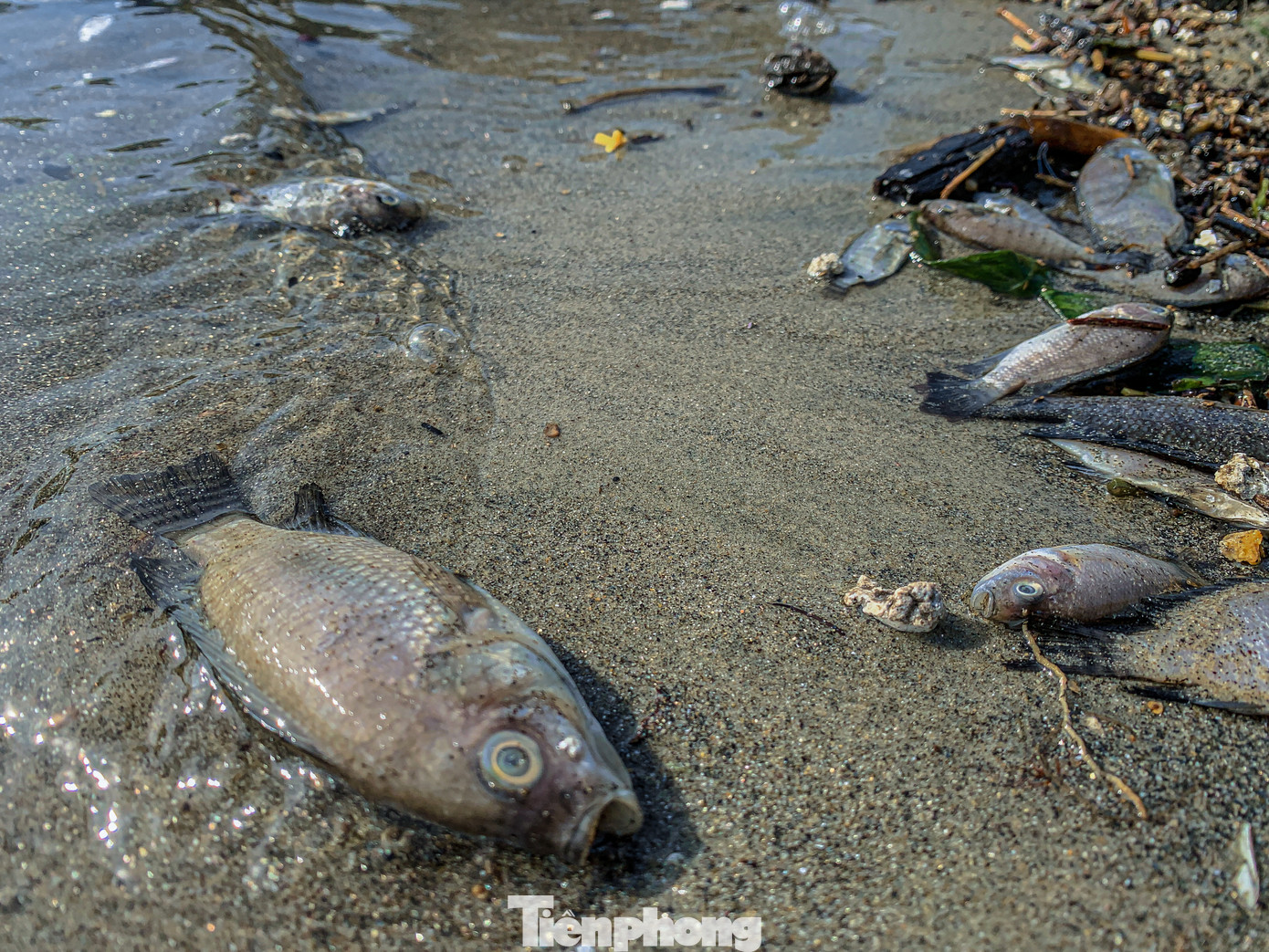 Cá chết nằm cạnh bờ biển gây ô nhiễm, mất mỹ quan.