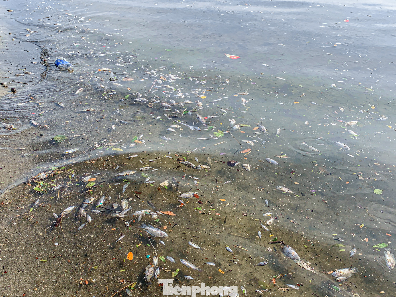 Ghi nhận của Tiền Phong, sáng ngày 19/5, cá chết hàng loạt tấp vào bãi biển Nguyễn Tất Thành (quận Thanh Khê) dọc ngay cống xả thải cuối đường Tôn Thất Đạm bốc mùi hôi gây ô nhiễm.