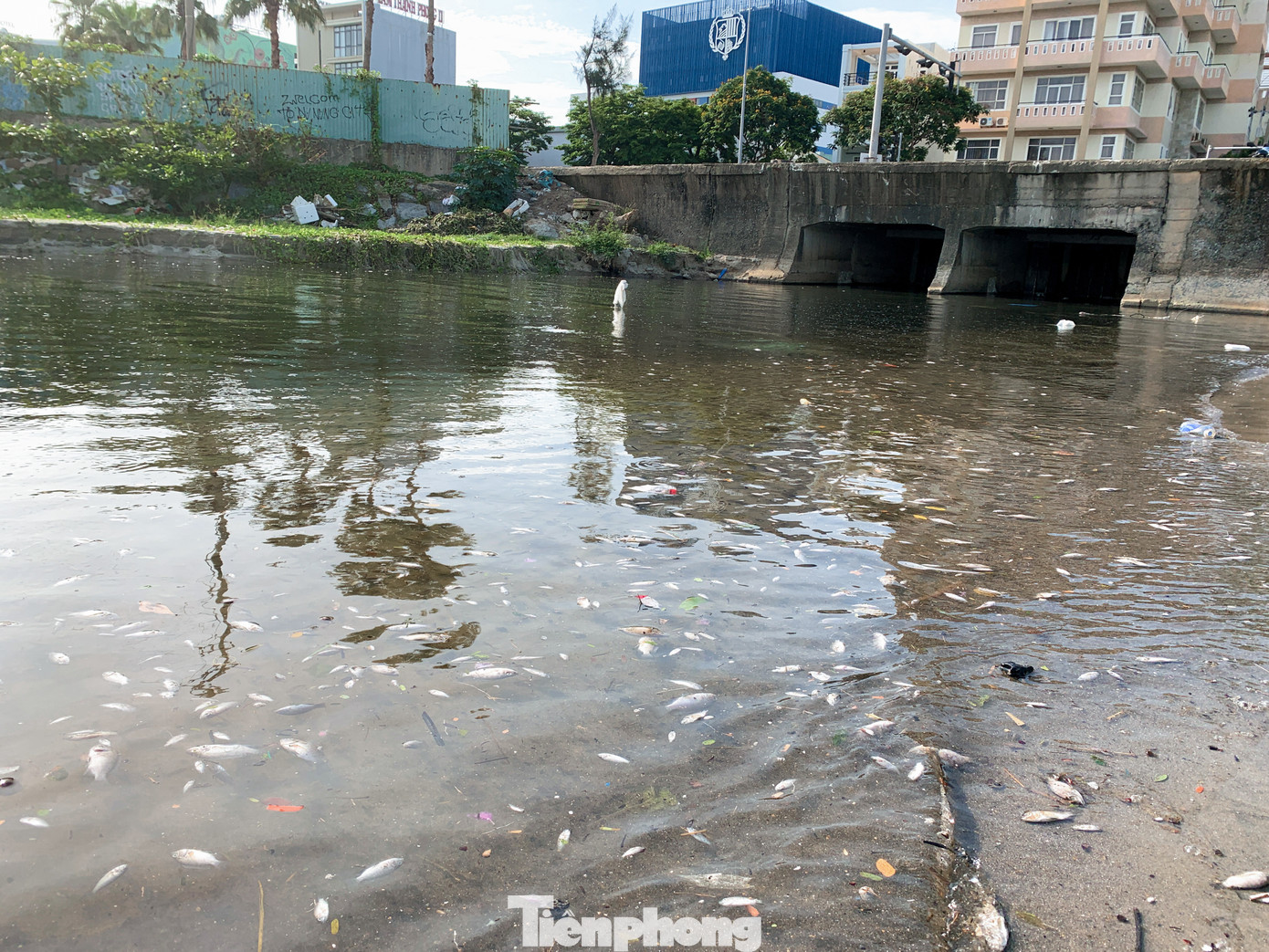 Cá chết nằm ngay cống xả thải có nước đen ngòm đổ ra biển, chủ yếu là cá rô phi.