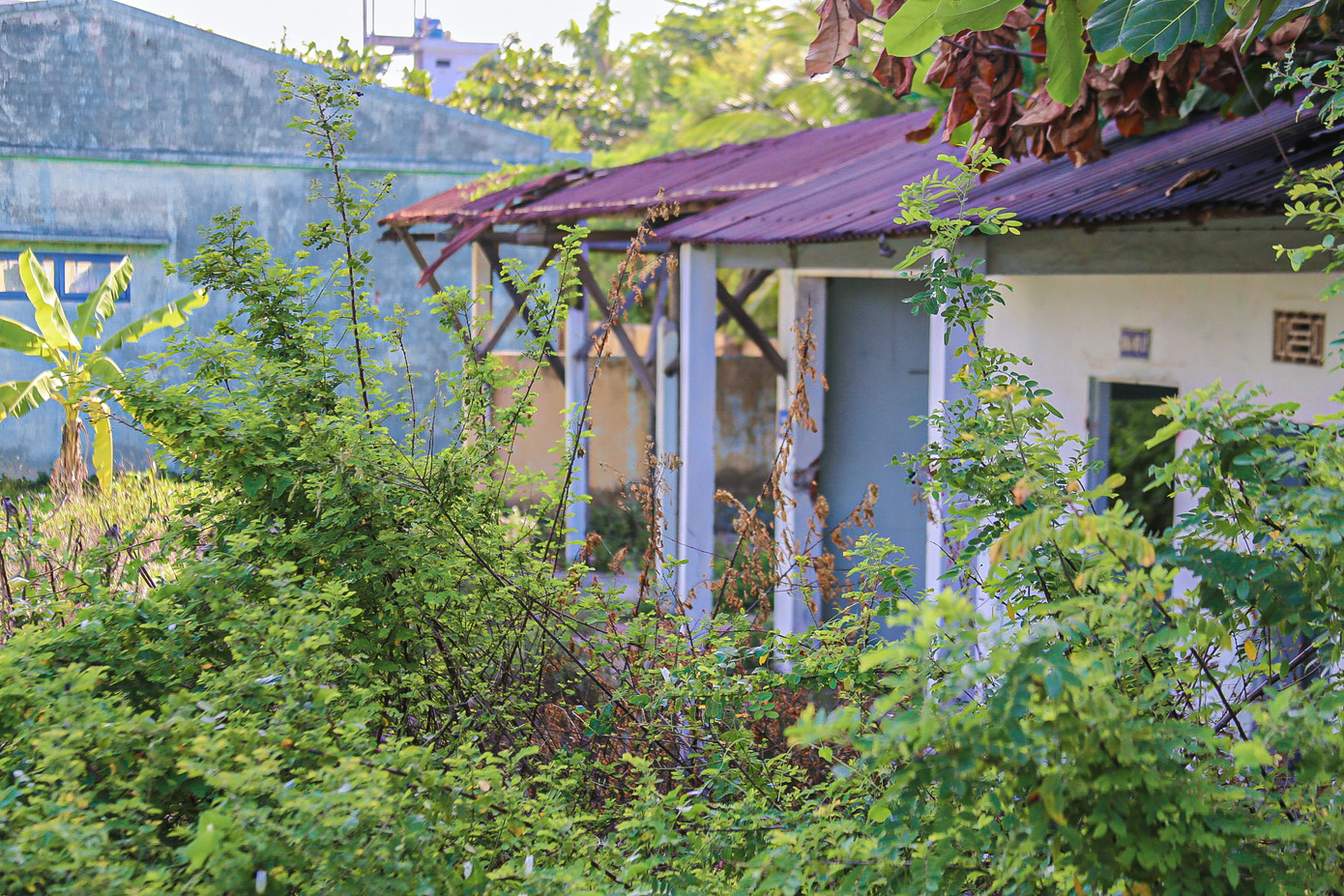 Ghi nhận của Tiền Phong, xung quanh Bệnh viện Phục hồi chức năng Đà Nẵng (cũ) cây cối, cỏ mọc um tùm do bỏ hoang lâu ngày, nhiều mái tôn gỉ sắt, kính vỡ vương vãi khắp nơi. Ghi nhận của Tiền Phong, xung quanh Bệnh viện Phục hồi chức năng Đà Nẵng (cũ) cây cối, cỏ mọc um tùm do bỏ hoang lâu ngày, nhiều mái tôn gỉ sắt, kính vỡ vương vãi khắp nơi.