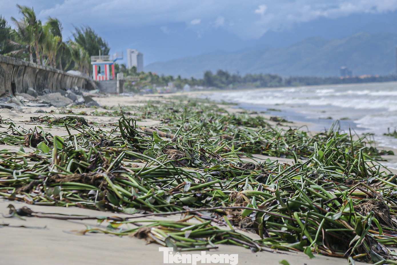 Sau những trận mưa lớn do ảnh hưởng của bão số 4, hàng tấn rác thải đã dạt vào các bờ biển Đà Nẵng khiến cả bãi biển ngổn ngang.