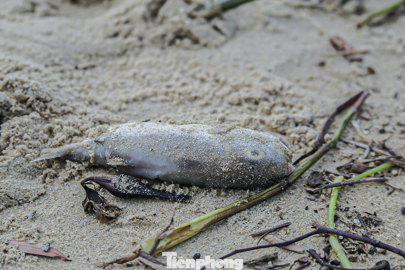 Rác thải đa số là bèo tây, chai nhựa, củi khô... nằm la liệt dọc bãi biển.