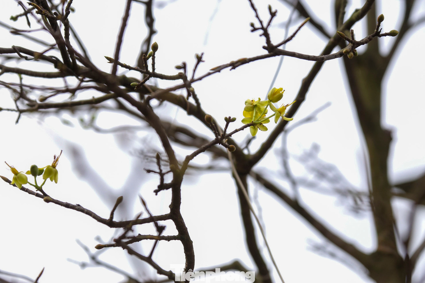 Thời tiết thất thường khiến một số cây cho hoa sớm. Thời tiết thất thường khiến một số cây cho hoa sớm.