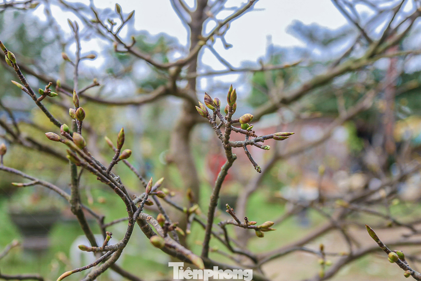 Thời tiết thất thường khiến một số cây cho hoa sớm. Thời tiết thất thường khiến một số cây cho hoa sớm.