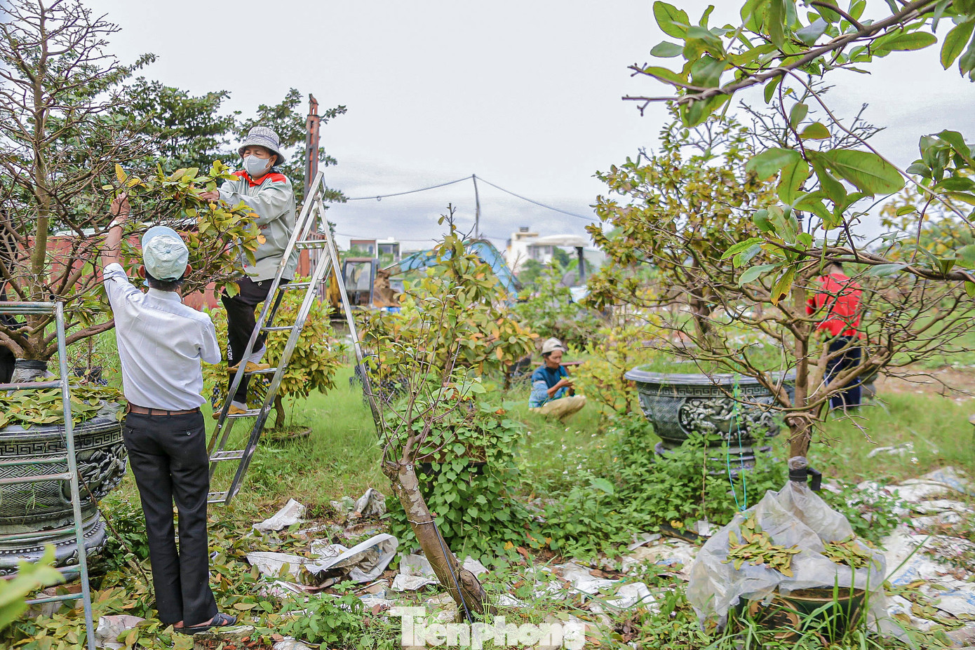 Từ giữa tháng 11 âm lịch, các nhà vườn mai vàng ở Đà Nẵng đã khẩn trương lặt lá, cắt tỉa, chăm bón. Đây là công đoạn quan trọng để kích thích cây mai ra hoa đúng dịp, phục vụ thị trường Tết. Từ giữa tháng 11 âm lịch, các nhà vườn mai vàng ở Đà Nẵng đã khẩn trương lặt lá, cắt tỉa, chăm bón. Đây là công đoạn quan trọng để kích thích cây mai ra hoa đúng dịp, phục vụ thị trường Tết.