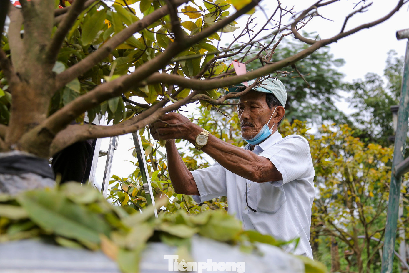 Ông Chung chia sẻ thêm, công đoạn quan trọng nhất để cây mai đạt vẻ đẹp hoàn hảo chính là lặt lá đúng thời điểm. Việc này quyết định mai có thể trổ bông đều và đẹp. Với hơn 100 gốc mai trong vườn, ông đã phải thuê thêm nhân công để lặt lá liên tục, đảm bảo kịp phục vụ thị trường Tết. Ông Chung chia sẻ thêm, công đoạn quan trọng nhất để cây mai đạt vẻ đẹp hoàn hảo chính là lặt lá đúng thời điểm. Việc này quyết định mai có thể trổ bông đều và đẹp. Với hơn 100 gốc mai trong vườn, ông đã phải thuê thêm nhân công để lặt lá liên tục, đảm bảo kịp phục vụ thị trường Tết.