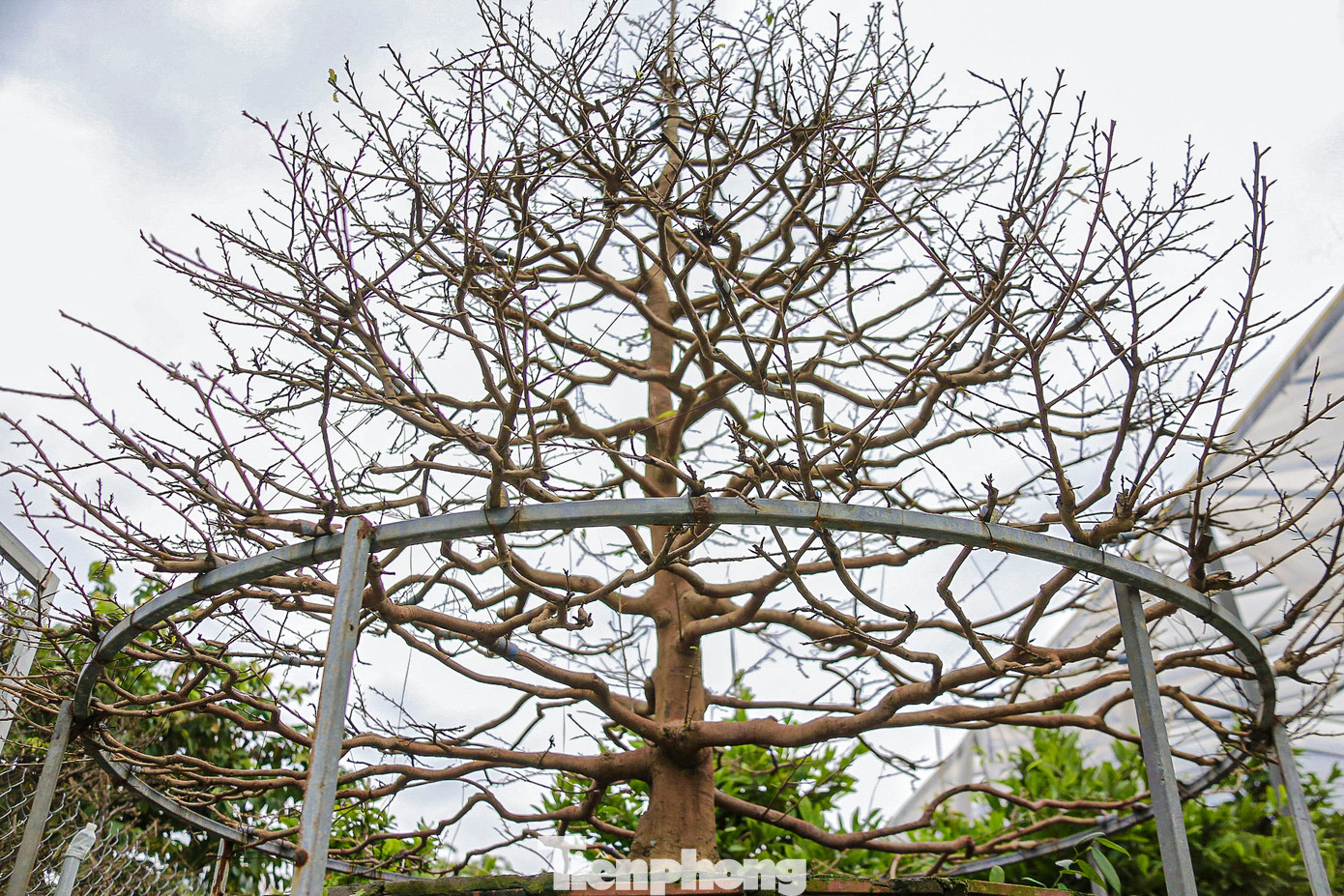 Nhiều cây mai dáng đẹp có giá từ 100 – 200 triệu được nông dân chăm sóc cẩn thận, kỹ lưỡng. Nhiều cây mai dáng đẹp có giá từ 100 – 200 triệu được nông dân chăm sóc cẩn thận, kỹ lưỡng.