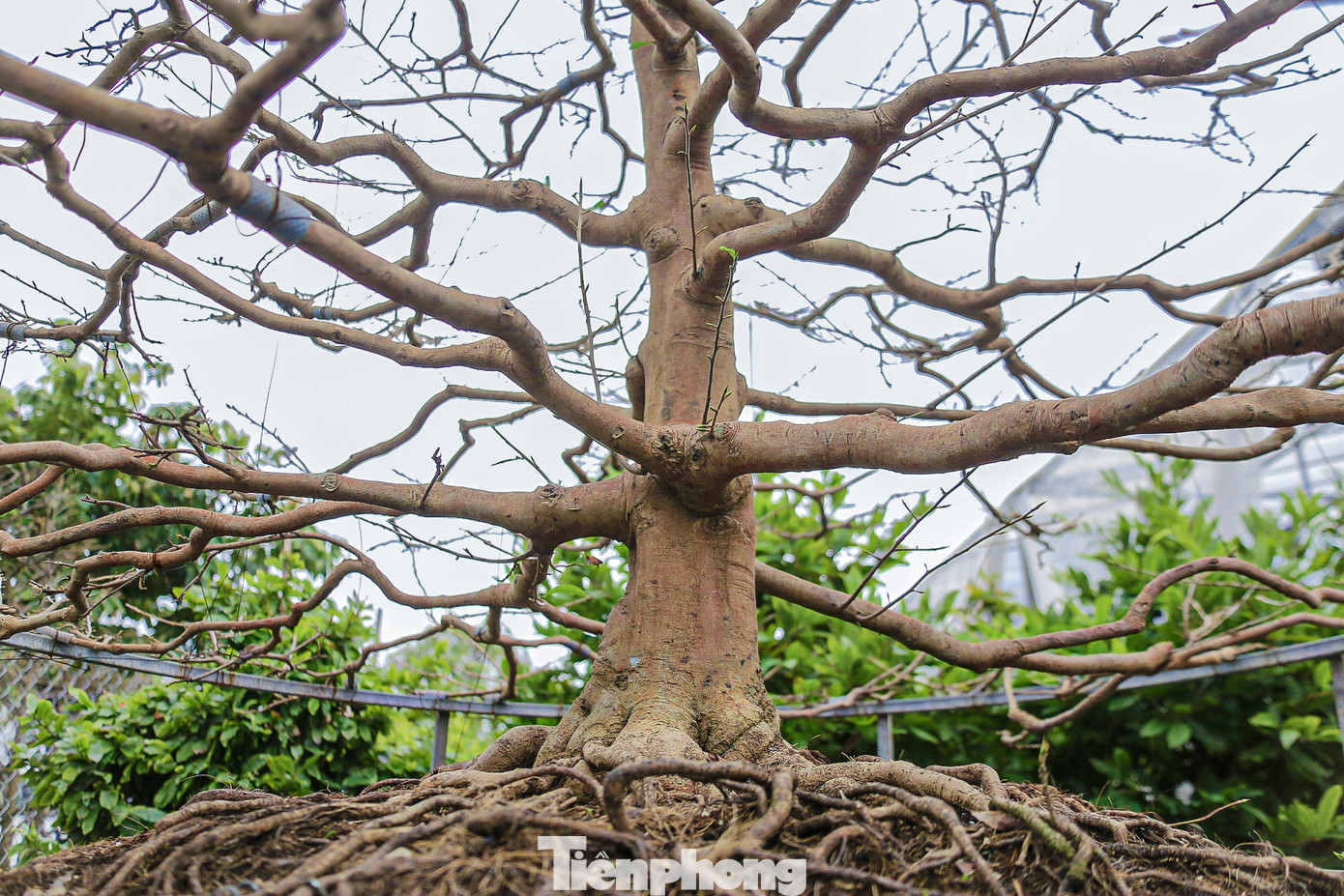 Nhiều cây mai dáng đẹp có giá từ 100 – 200 triệu được nông dân chăm sóc cẩn thận, kỹ lưỡng. Nhiều cây mai dáng đẹp có giá từ 100 – 200 triệu được nông dân chăm sóc cẩn thận, kỹ lưỡng.