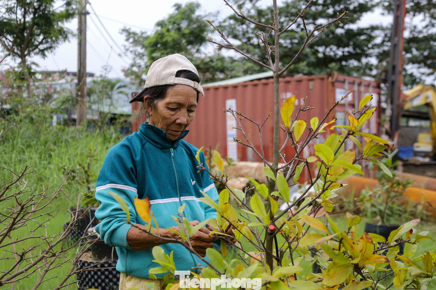 Trong giai đoạn này, ngoài việc lặt lá, người nông dân còn phải chăm sóc từng chi tiết nhỏ như tưới nước, bón phân phòng trừ sâu bệnh cho cây. Trong giai đoạn này, ngoài việc lặt lá, người nông dân còn phải chăm sóc từng chi tiết nhỏ như tưới nước, bón phân phòng trừ sâu bệnh cho cây.