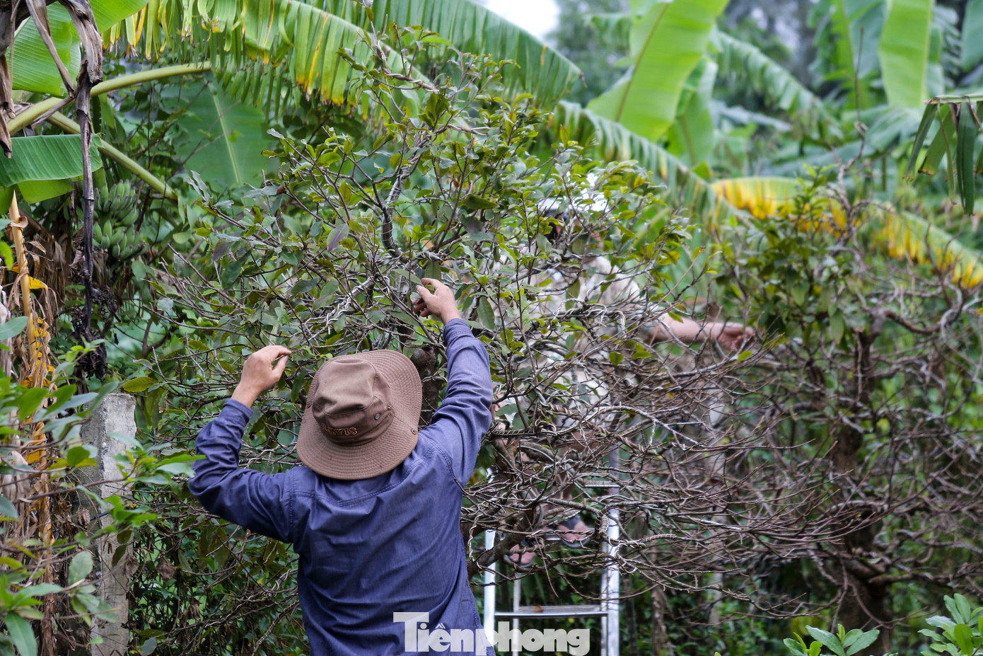 Theo các chủ vườn mai, hiện đây là giai đoạn then chốt để dưỡng cây phục vụ thị trường Tết Nguyên đán nên việc mai đạt chuẩn là rất quan trọng. Người trồng mai phải dựa vào kinh nghiệm, tính toán kỹ lưỡng về thời tiết để chọn thời điểm lặt lá phù hợp. Theo các chủ vườn mai, hiện đây là giai đoạn then chốt để dưỡng cây phục vụ thị trường Tết Nguyên đán nên việc mai đạt chuẩn là rất quan trọng. Người trồng mai phải dựa vào kinh nghiệm, tính toán kỹ lưỡng về thời tiết để chọn thời điểm lặt lá phù hợp.