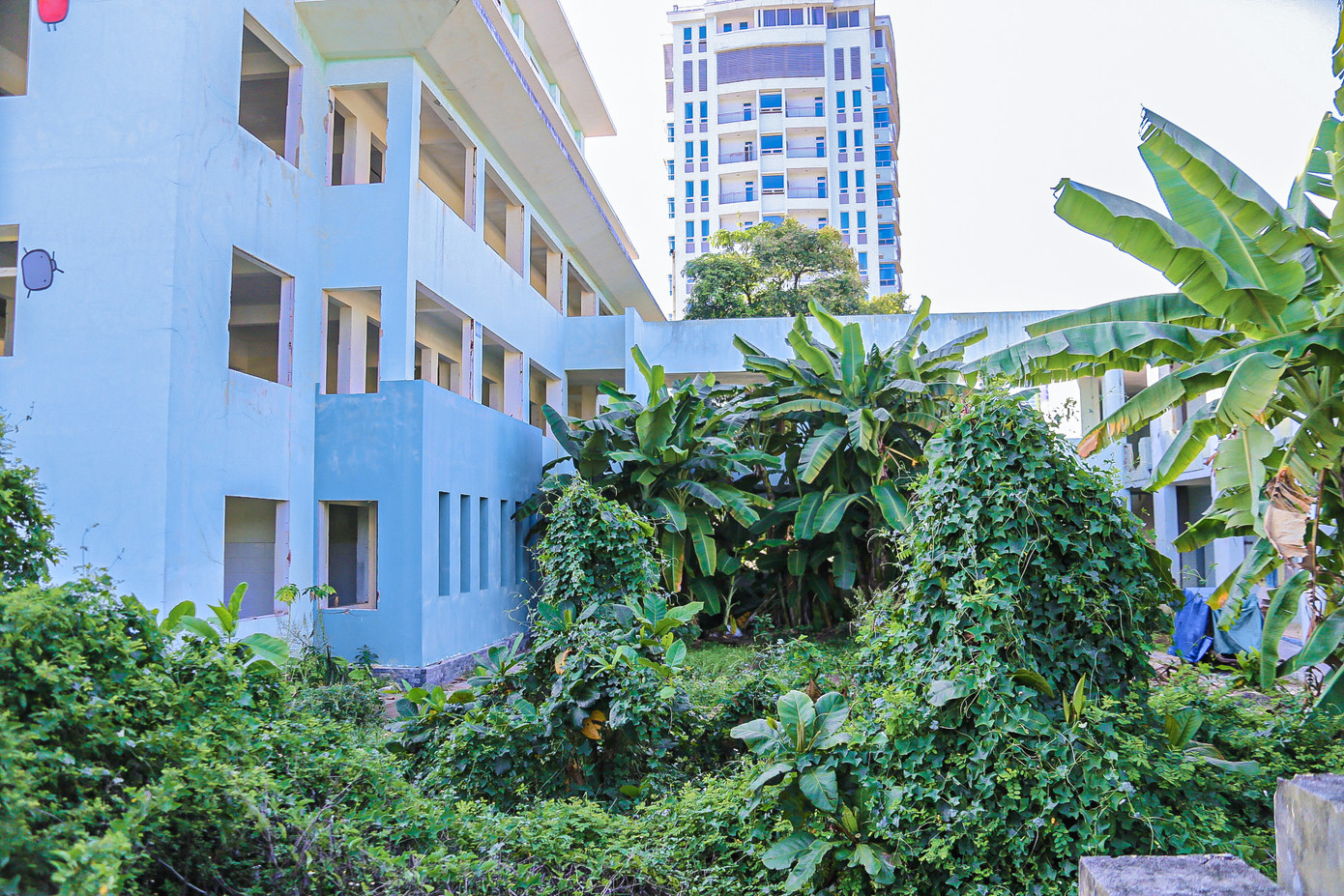 Cây cỏ mọc um tùm xung quanh bệnh viện bỏ hoang gây ô nhiễm. Cây cỏ mọc um tùm xung quanh bệnh viện bỏ hoang gây ô nhiễm.