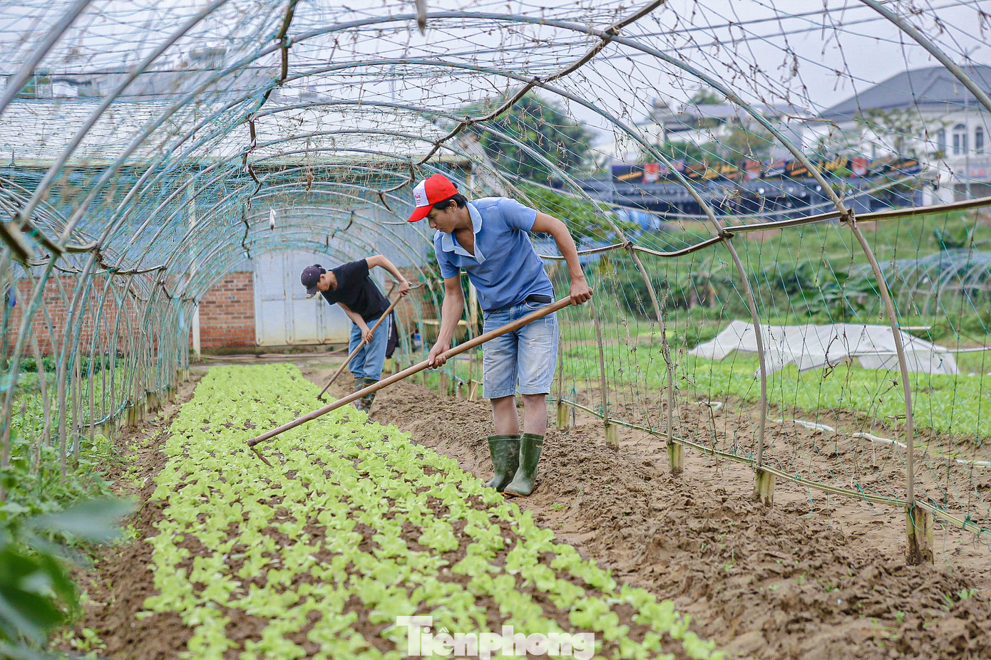 Thời tiết vừa nắng lên, nhiều hộ dân đã tranh thủ cải tạo đất, gieo trồng thêm các loại rau ngắn ngày để cung cấp cho thị trường. Thời tiết vừa nắng lên, nhiều hộ dân đã tranh thủ cải tạo đất, gieo trồng thêm các loại rau ngắn ngày để cung cấp cho thị trường.