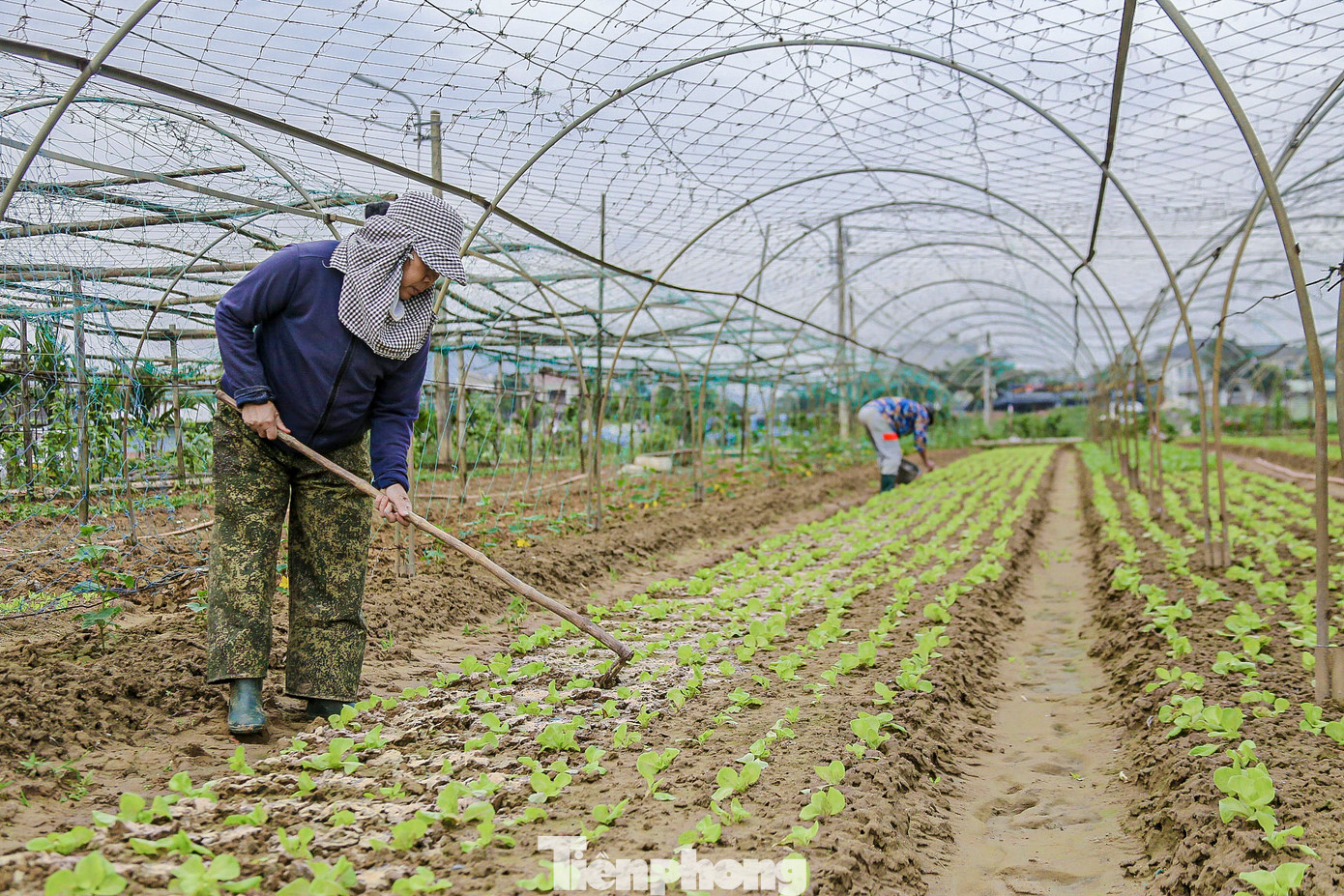 Thời tiết vừa nắng lên, nhiều hộ dân đã tranh thủ cải tạo đất, gieo trồng thêm các loại rau ngắn ngày để cung cấp cho thị trường. Thời tiết vừa nắng lên, nhiều hộ dân đã tranh thủ cải tạo đất, gieo trồng thêm các loại rau ngắn ngày để cung cấp cho thị trường.