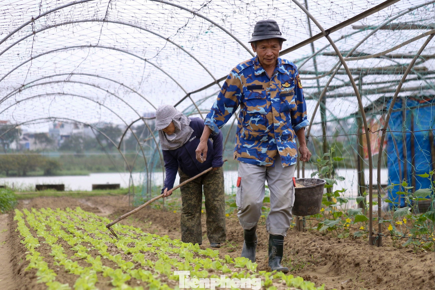 Ông Nguyễn Văn Phu, nông dân canh tác tại vườn rau La Hường cho biết: Dù giá rau trên thị trường đang tăng cao, nhưng nhà vườn không có rau để bán. Nhiều diện tích rau màu của ông cũng không phát triển được, gốc thối nên đành phải nhổ bỏ để trồng lại. Ông Nguyễn Văn Phu, nông dân canh tác tại vườn rau La Hường cho biết: Dù giá rau trên thị trường đang tăng cao, nhưng nhà vườn không có rau để bán. Nhiều diện tích rau màu của ông cũng không phát triển được, gốc thối nên đành phải nhổ bỏ để trồng lại.