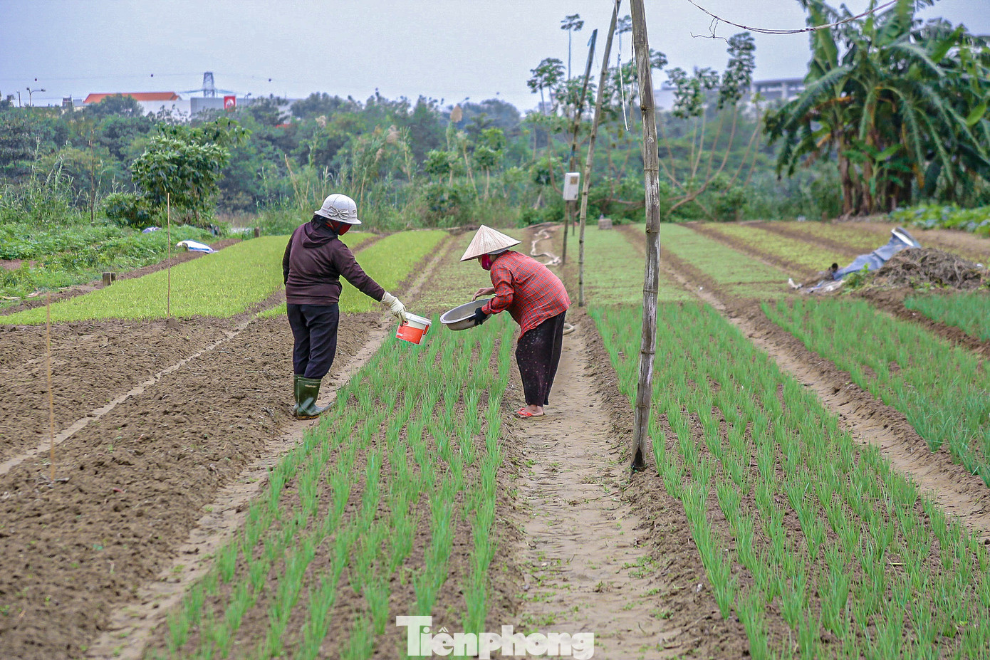 Thời tiết vừa nắng lên, nhiều hộ dân đã tranh thủ cải tạo đất, gieo trồng thêm các loại rau ngắn ngày để cung cấp cho thị trường. Thời tiết vừa nắng lên, nhiều hộ dân đã tranh thủ cải tạo đất, gieo trồng thêm các loại rau ngắn ngày để cung cấp cho thị trường.