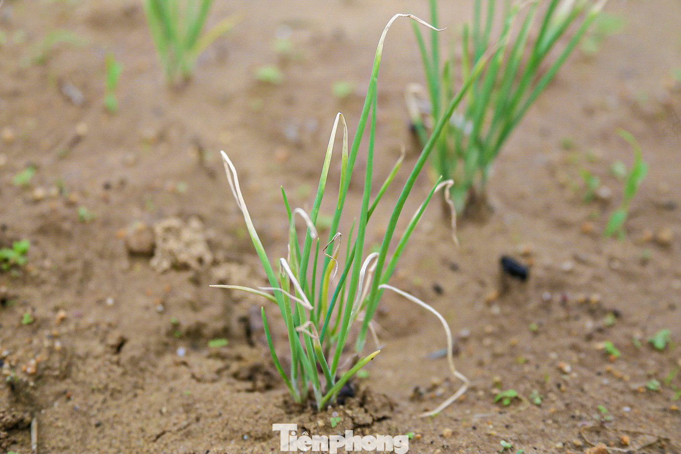 Mưa muối khiến hành lá của người dân bị cháy ngọn, hư hại. Mưa muối khiến hành lá của người dân bị cháy ngọn, hư hại.