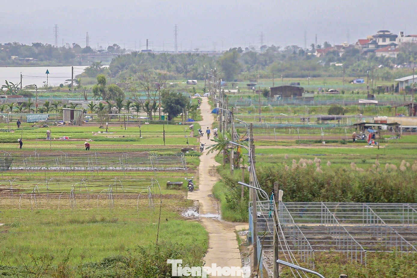 La Hường là vùng trồng rau sạch lớn nhất và lâu đời nhất của Đà Nẵng. Nơi đây không chỉ cung cấp rau xanh cho địa phương mà còn phục vụ nhu cầu rau sạch cho các tỉnh lân cận. Tuy nhiên năm nay, người dân tại đây đang đối mặt với không ít khó khăn trong việc chuẩn bị cho vụ rau Tết. La Hường là vùng trồng rau sạch lớn nhất và lâu đời nhất của Đà Nẵng. Nơi đây không chỉ cung cấp rau xanh cho địa phương mà còn phục vụ nhu cầu rau sạch cho các tỉnh lân cận. Tuy nhiên năm nay, người dân tại đây đang đối mặt với không ít khó khăn trong việc chuẩn bị cho vụ rau Tết.