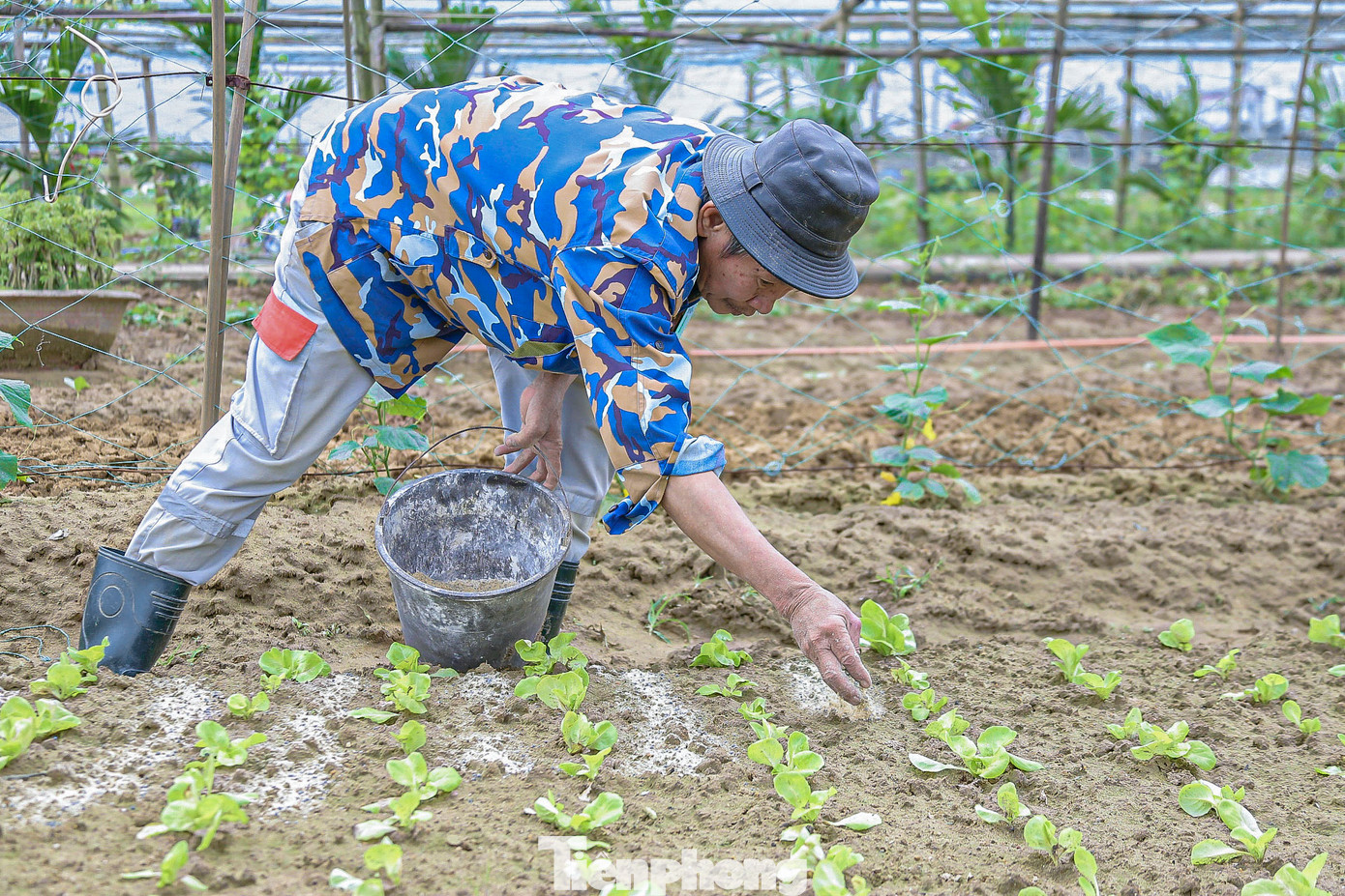 “Chúng tôi đã cố gắng khắc phục, nhưng mưa lạnh kéo dài khiến rau bị hư hại. Nếu thời tiết tiếp tục như thế này, lượng rau thu hoạch chắc chắn không đủ cung cấp cho thị trường Tết như mọi năm”, ông Phu nói. “Chúng tôi đã cố gắng khắc phục, nhưng mưa lạnh kéo dài khiến rau bị hư hại. Nếu thời tiết tiếp tục như thế này, lượng rau thu hoạch chắc chắn không đủ cung cấp cho thị trường Tết như mọi năm”, ông Phu nói.