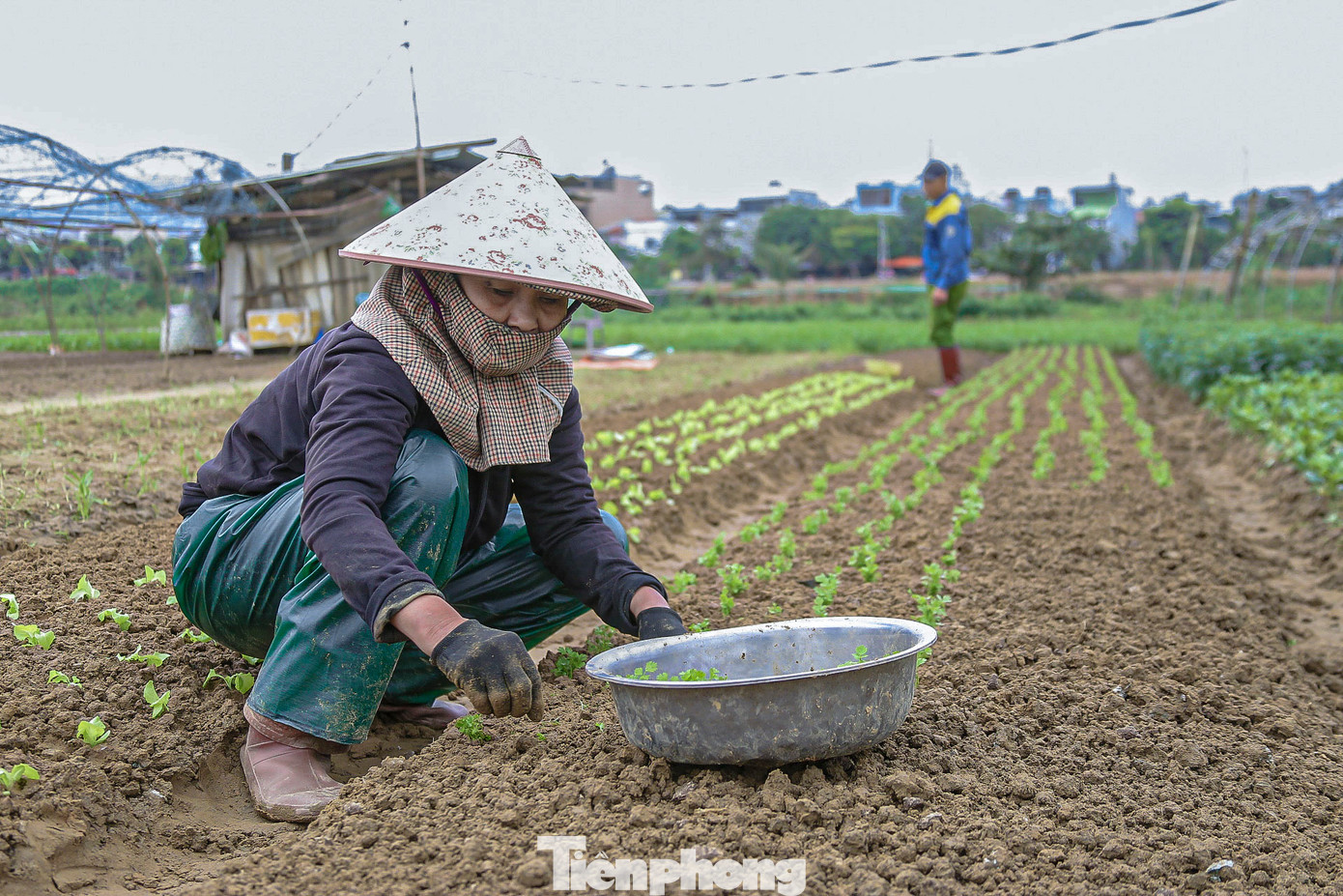 “Chúng tôi đầu tư rất nhiều, nhưng cây trồng bị chết, không phát triển. Nhiều sào hành lá đang lên tốt thì bị mưa muối làm cháy ngọn. Giờ chỉ mong thời tiết nắng lên để có thể gieo trồng lại, kịp cung ứng rau cho thị trường Tết”, bà Lê Thị Nghiêm, trú phường Hòa Thọ Đông, quận Cẩm Lệ cho biết. “Chúng tôi đầu tư rất nhiều, nhưng cây trồng bị chết, không phát triển. Nhiều sào hành lá đang lên tốt thì bị mưa muối làm cháy ngọn. Giờ chỉ mong thời tiết nắng lên để có thể gieo trồng lại, kịp cung ứng rau cho thị trường Tết”, bà Lê Thị Nghiêm, trú phường Hòa Thọ Đông, quận Cẩm Lệ cho biết.