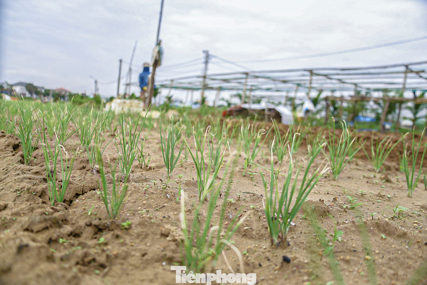 Mưa muối khiến hành lá của người dân bị cháy ngọn, hư hại. Mưa muối khiến hành lá của người dân bị cháy ngọn, hư hại.