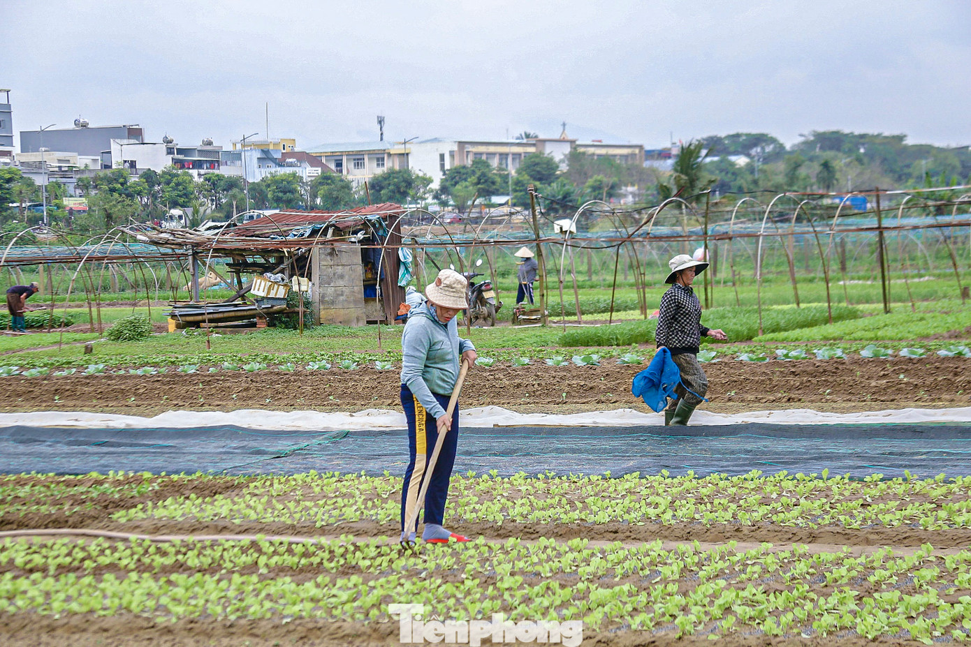 Thời tiết Đà Nẵng năm nay diễn biến phức tạp với mưa lớn kéo dài, gây ảnh hưởng nghiêm trọng đến năng suất và chất lượng rau. Nhiều diện tích rau đã bị ngập úng, thối gốc, không thể phục hồi. Những loại rau như xà lách, cải xanh, và rau thơm vốn là những sản phẩm chủ lực trong dịp Tết cũng bị sụt giảm đáng kể. Thời tiết Đà Nẵng năm nay diễn biến phức tạp với mưa lớn kéo dài, gây ảnh hưởng nghiêm trọng đến năng suất và chất lượng rau. Nhiều diện tích rau đã bị ngập úng, thối gốc, không thể phục hồi. Những loại rau như xà lách, cải xanh, và rau thơm vốn là những sản phẩm chủ lực trong dịp Tết cũng bị sụt giảm đáng kể.