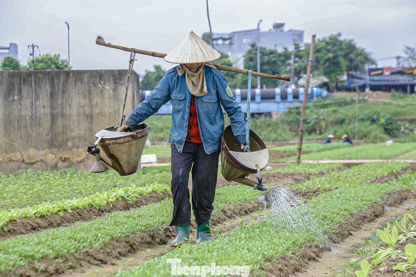 Thời tiết vừa nắng lên, nhiều hộ dân đã tranh thủ cải tạo đất, gieo trồng thêm các loại rau ngắn ngày để cung cấp cho thị trường. Thời tiết vừa nắng lên, nhiều hộ dân đã tranh thủ cải tạo đất, gieo trồng thêm các loại rau ngắn ngày để cung cấp cho thị trường.