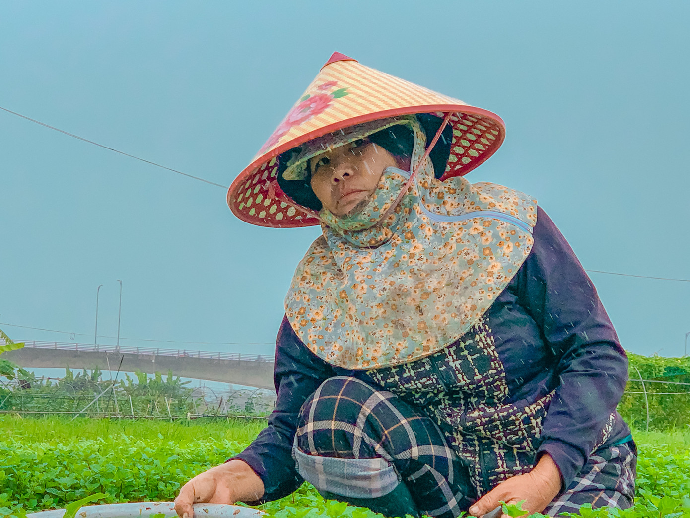 Những ngày này, mặc dù thời tiết mưa lạnh nhưng các hộ dân tại vườn rau vẫn đang tích cực chăm bón, làm cỏ để rau phát triển đúng vụ, kịp cung cấp cho thị trường.