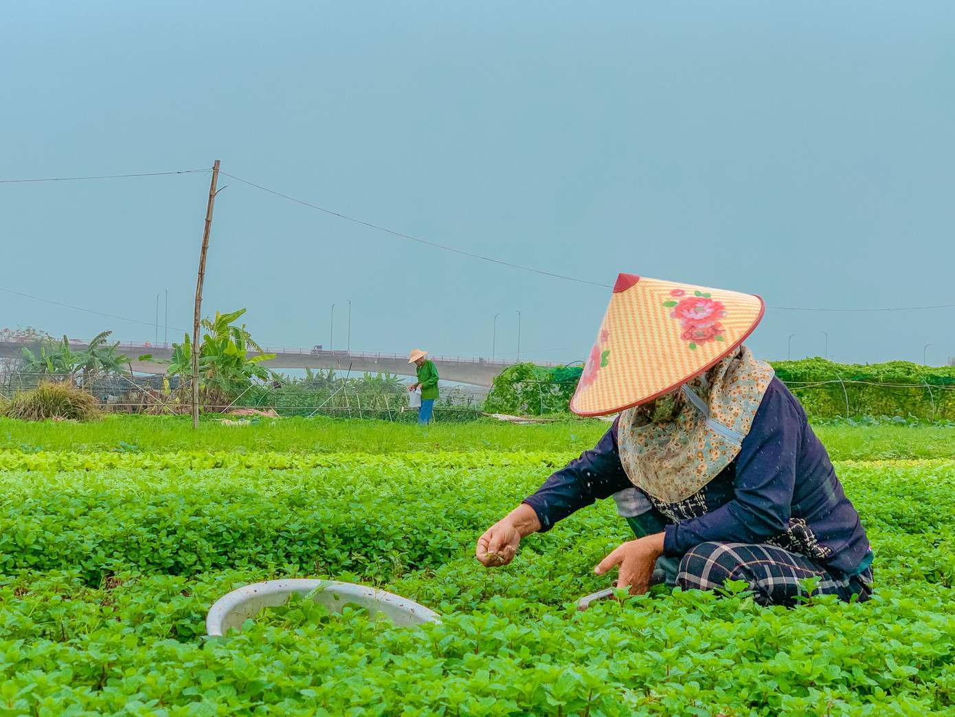 Ông Trần Văn Hoàng - Giám đốc Hợp tác xã sản xuất rau an toàn La Hường cho biết: Năm nay sức tiêu thụ các loại rau củ quả cũng tương đương so với những năm trước, dịp gần Tết nên giá cả tăng cao hơn ngày thường. Tuy nhiên, thời tiết mưa lạnh đang khiến rau không phát triển như dự tính.