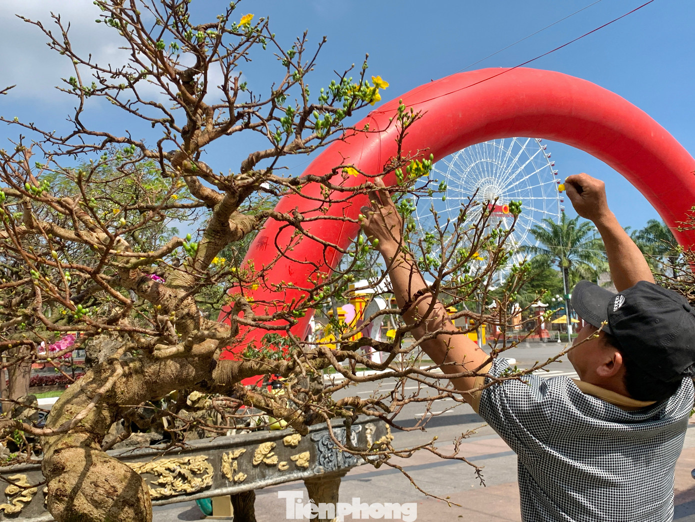 Ông Rê cho hay, nhiều cây mai có dáng đẹp nhất trong vườn đã được đưa ra tham gia triển lãm, năm nay mai được giá nên ông sẽ bán nếu có người trả giá phù hợp nhất.