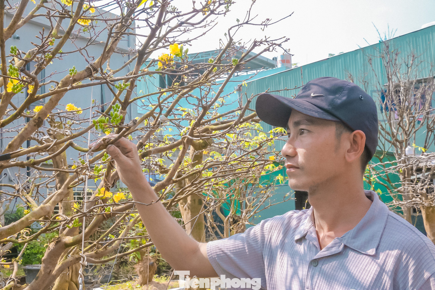 "Hiện tại trong vườn của tôi một nửa đã có khách chốt mua và thuê mai về chơi Tết. Tôi chỉ chăm sóc giúp tới cận Tết khách sẽ đến mang về trưng bày tại nhà của mình", anh Lộc cho biết.