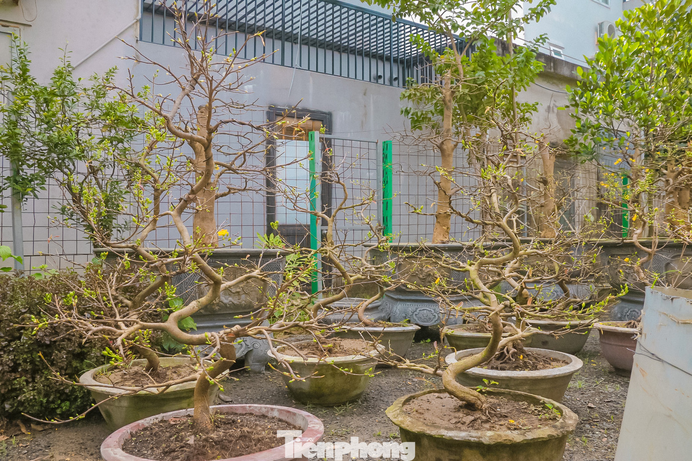 Năm nay, mỗi gốc mai cho thuê tăng giá từ 1-2 triệu đồng tuỳ theo kích cỡ.