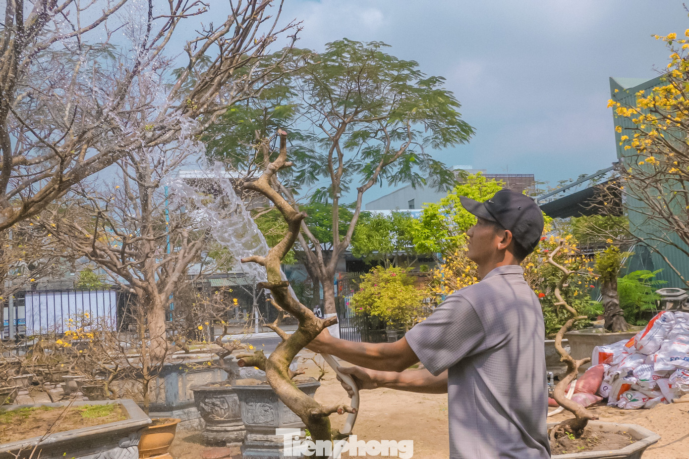 Nhiều cây mai đã được đặt cọc từ đầu tháng Chạp đang được chủ vườn chăm sóc trước khi đưa đến cho khách.