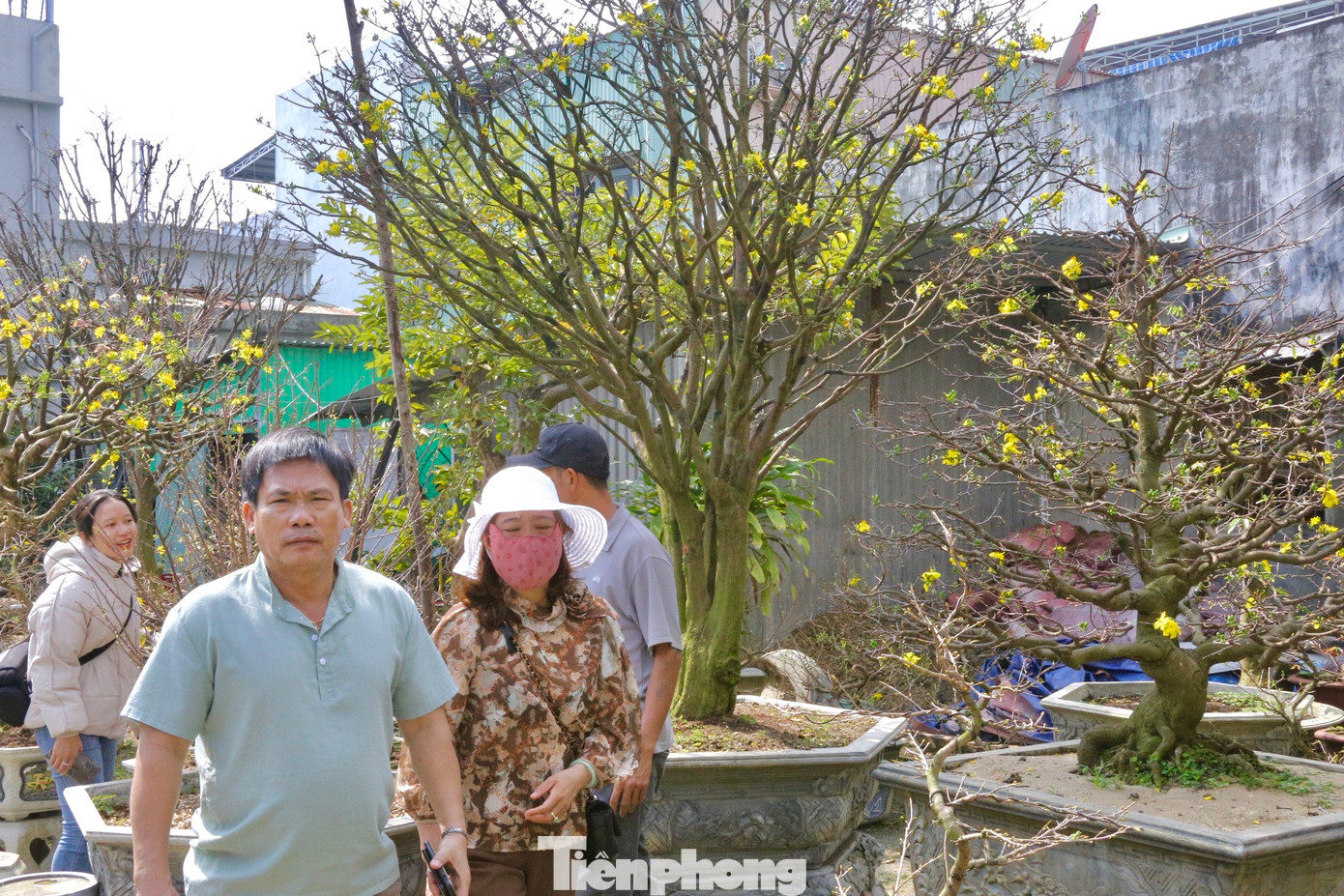 Thời tiết thuận lợi khiến mai vàng nở đúng dịp Tết Nguyên đán 2024, nhiều nhà vườn ở Đà Nẵng tất bật buôn bán, cho thuê phục vụ nhu cầu chơi Tết của người dân dịp cuối năm.