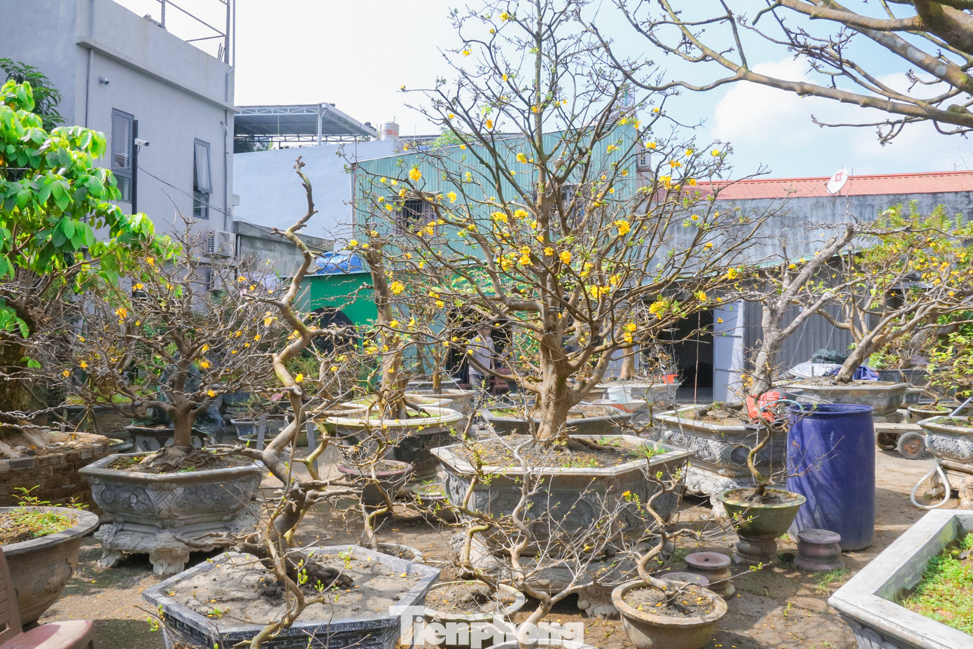 Năm nay, mỗi gốc mai cho thuê tăng giá từ 1-2 triệu đồng tuỳ theo kích cỡ.