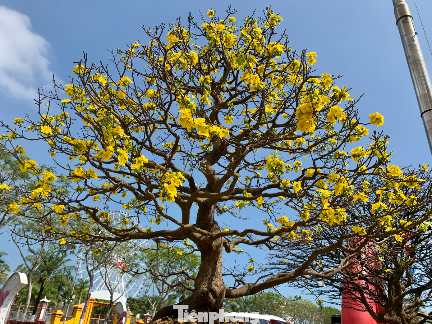 Nhờ thời tiết thuận lợi, năm nay mai vàng cho ra hoa đúng dịp Tết Nguyên đán Giáp Thìn 2024.