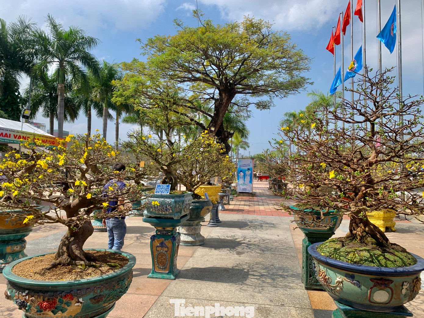 Trong khi đó, hơn 50 cây mai vàng có giá hàng tỷ đồng được ông Nguyễn Văn Rê (trú Điện Bàn, Quảng Nam) đưa từ vườn ra Đà Nẵng để tham dự triển lãm Mai vàng lần thứ II tại khuôn viên Cung thể thao Tiên Sơn (quận Hải Châu, TP Đà Nẵng).