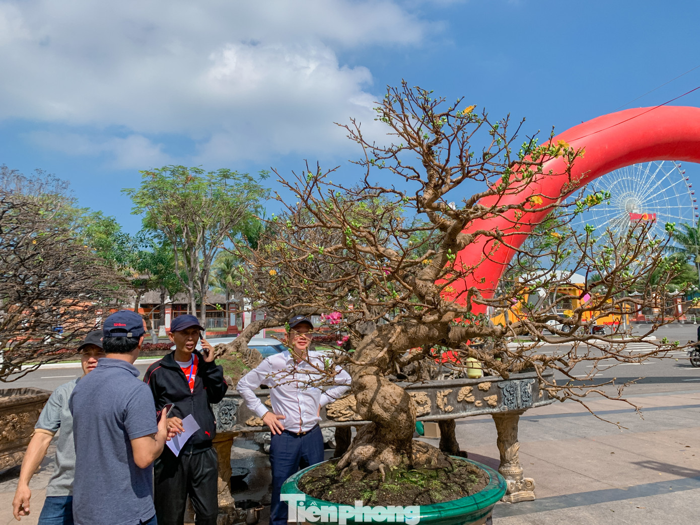 Nhiều cây mai dáng đẹp, búp nở chi chít được nhiều người thích thú đến xem.