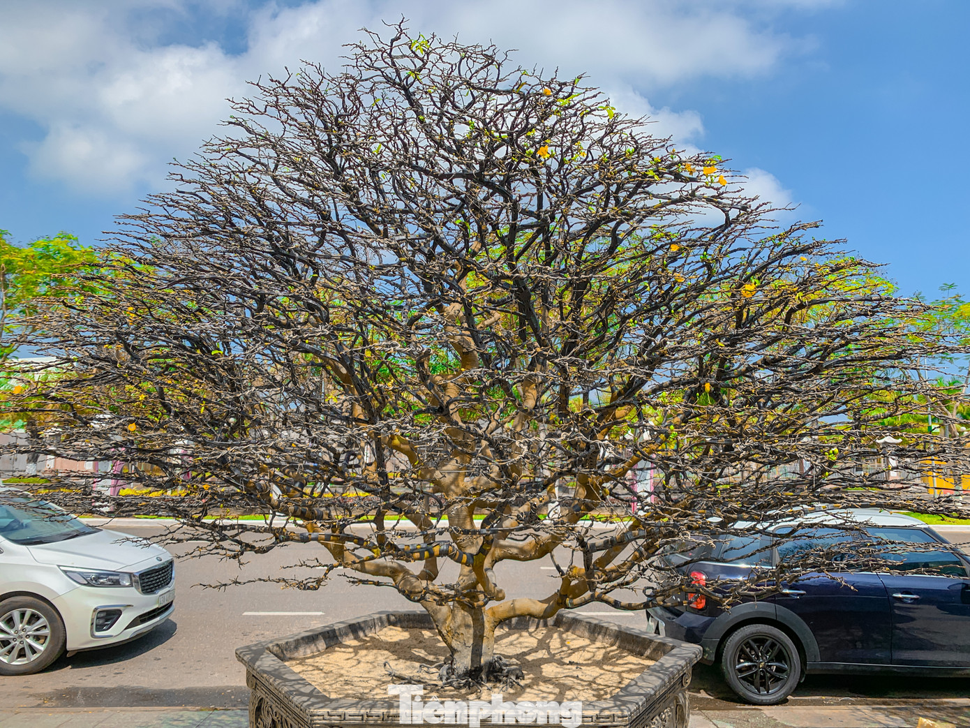 Nhiều dáng mai độc lạ, tán đẹp được các chủ vườn rao bán và cho thuê trong dịp triển lãm năm nay.