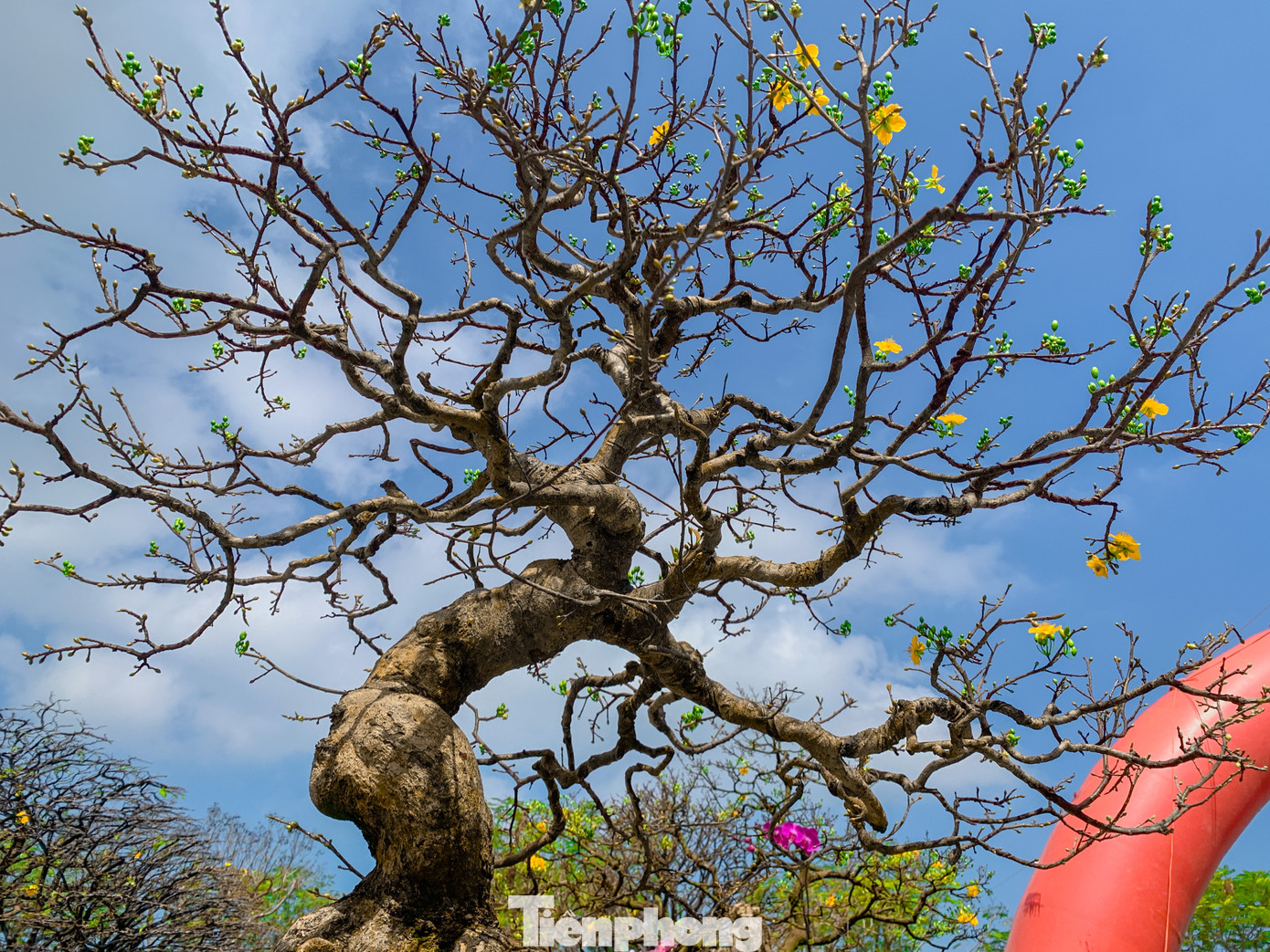 Nhiều dáng mai độc lạ, tán đẹp được các chủ vườn rao bán và cho thuê trong dịp triển lãm năm nay.