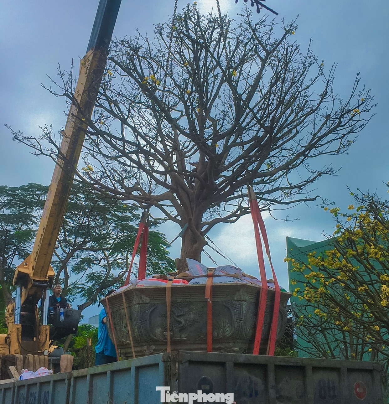 Cây mai vàng 1 cốt tại vườn anh Lộc đã được khách hàng thuê với giá 60 triệu đồng để chơi Tết.