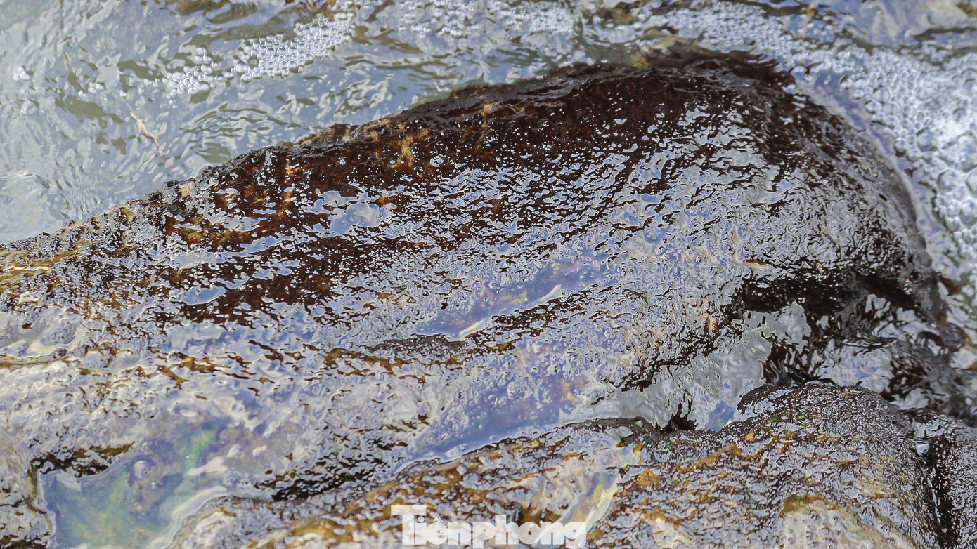 Mứt thường mọc ở những tảng đá xa bờ, trơn trượt, nơi sóng đánh mạnh.