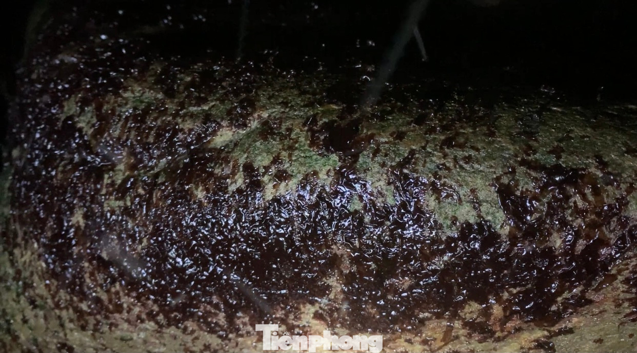 Mứt thường mọc ở những tảng đá xa bờ, trơn trượt, nơi sóng đánh mạnh.