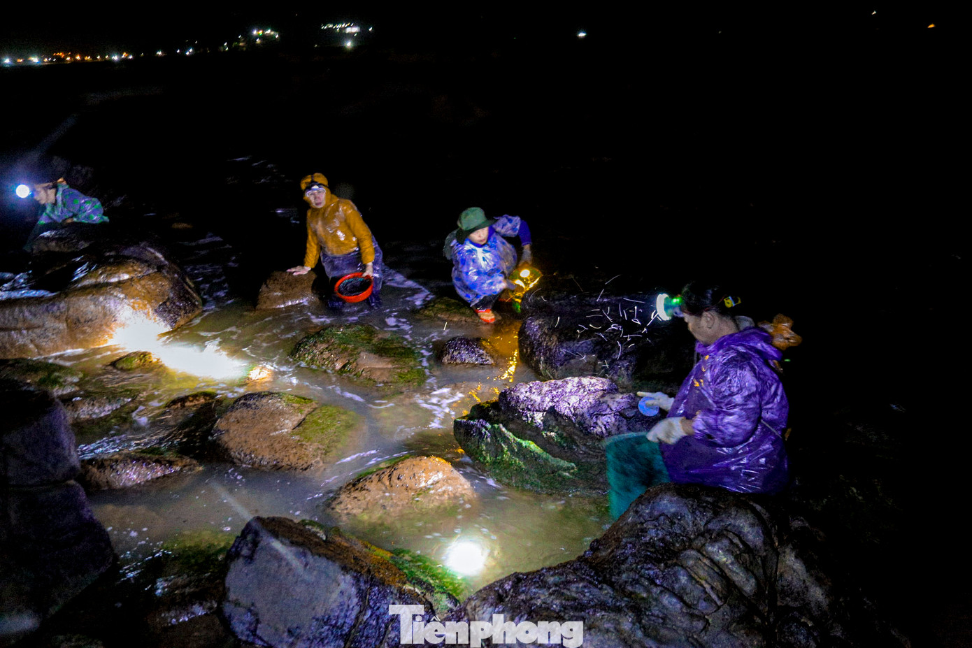 Rong mứt, một loại rong biển mọc bám trên các tảng đá dưới những lớp sóng ven biển, thường được khai thác vào mùa lạnh, từ tháng 12 đến tháng 4 hằng năm. Người dân làng chài Nam Ô (quận Liên Chiểu, TP. Đà Nẵng) phải theo con nước, lựa lúc thủy triều rút để ra khai thác. Ảnh: Duy Quốc