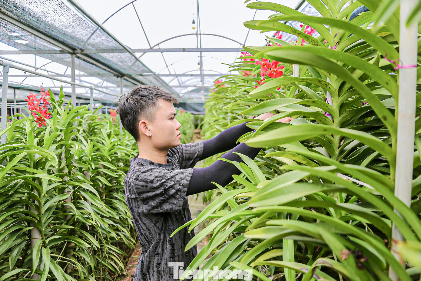 Anh Hồ Hữu Hoàng, chủ vườn lan Hồ Thiên Ca, chia sẻ, nhu cầu chơi hoa lan năm nay cao hơn so với năm trước, nhà vườn đã nhận được những đơn đặt hàng từ sớm. “Vườn lan gần 3 ha của tôi với hơn 200 nghìn gốc đang chuẩn bị cho vụ Tết. Đơn hàng đã có từ vài tháng trước, vì vậy chúng tôi phải chăm sóc rất kỹ để hoa nở đúng dịp, đảm bảo cung ứng cho khách hàng,” anh Hoàng cho biết.